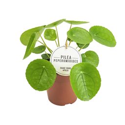 Pilea Peperomioides (22575)