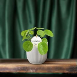 Pilea Peperomioides (22575)