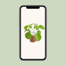 Pilea Peperomioides (22575)