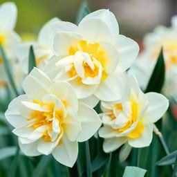 Flowerbulbs amsterdam Rob's Favorites - 20 bloembollen - Maat 12/14 (8720938490323)