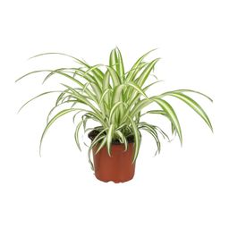 Chlorophytum (8720634287753)