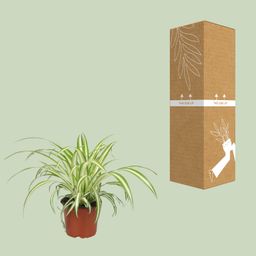 Chlorophytum (8720634287753)