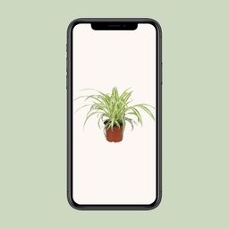 Chlorophytum (8720634287753)