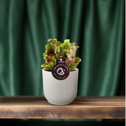 Sarracenia - Ø12 ↕20 (13938)