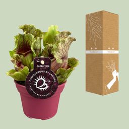 Sarracenia - Ø12 ↕20 (13938)