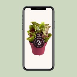 Sarracenia - Ø12 ↕20 (13938)