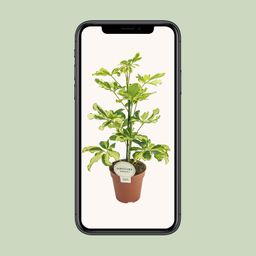 Schefflera Charlotte (16587)