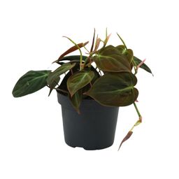 Philodendron Micans (16422)