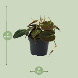 Philodendron Micans (16422)