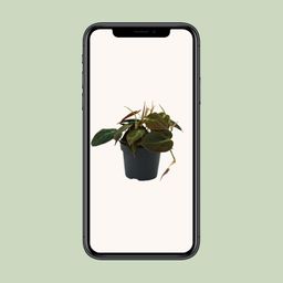 Philodendron Micans (16422)