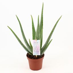 Aloe Vera P14 (25304)