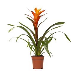 Guzmania Variada - Ø12 ↕50 (13862)