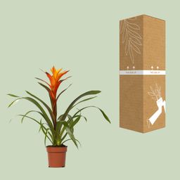 Guzmania Variada - Ø12 ↕50 (13862)