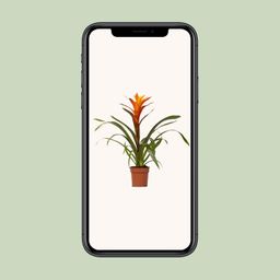 Guzmania Variada - Ø12 ↕50 (13862)