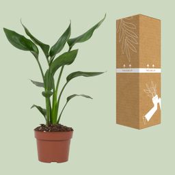 Strelitzia Reginae (28818)