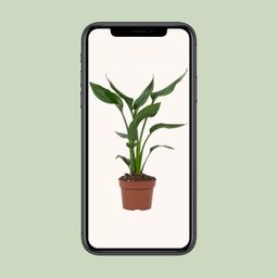 Strelitzia Reginae (28818)