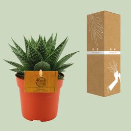 Gasteria Hybride Aurora (12820)