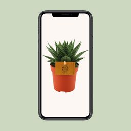 Gasteria Hybride Aurora (12820)