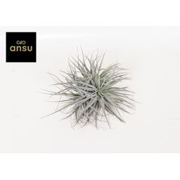 Tillandsia Super Silver XL (16625)