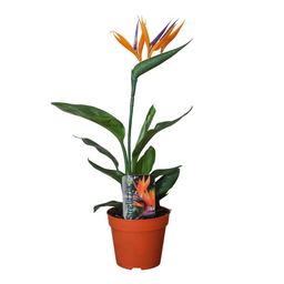 Strelitzia Reginae P13 2pp (met Kunstbloem) (28850)
