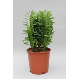 Euphorbia Trigona (28834)