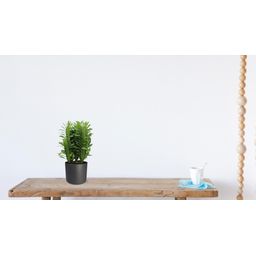 Euphorbia Trigona (28834)