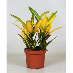 Croton Sunny Star (9651)