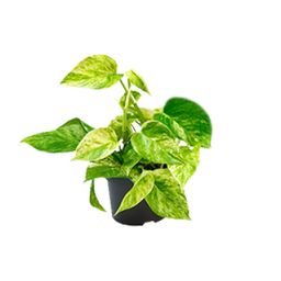 Epipremnum Marble Queen - Scindapsus - - Ø12 - ↨15cm (8720634284547)