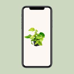 Epipremnum Marble Queen - Scindapsus - - Ø12 - ↨15cm (8720634284547)