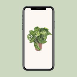 Syngonium Arrow (11349)