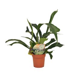 Platycerium Bifurcatum (16737)