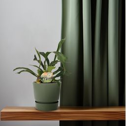 Platycerium Bifurcatum (16737)