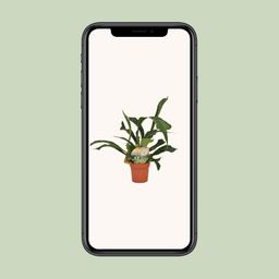 Platycerium Bifurcatum (16737)