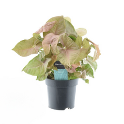 Syngonium Red Heart Feel Green (16222)