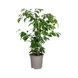 Ficus Benjamina Exotica Ø17cm - ↕60 (4250308317423)