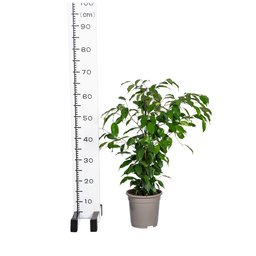 Ficus Benjamina Exotica Ø17cm - ↕60 (4250308317423)
