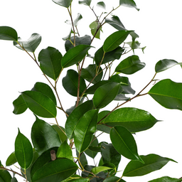 Ficus Benjamina Exotica Ø17cm - ↕60 (4250308317423)