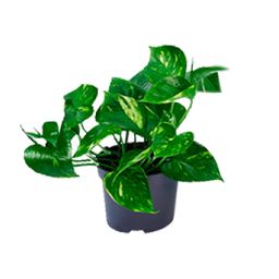 Epipremnum Aureum (8720634284431)