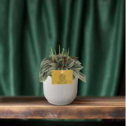 Peperomia Napoli Nights (30291)