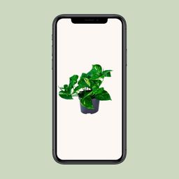 Epipremnum Aureum (8720634284431)