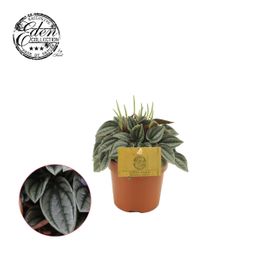 Peperomia Napoli Nights (30291)