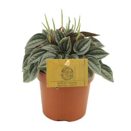 Peperomia Napoli Nights (30291)