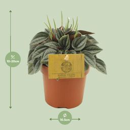 Peperomia Napoli Nights (30291)