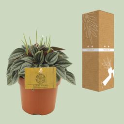 Peperomia Napoli Nights (30291)
