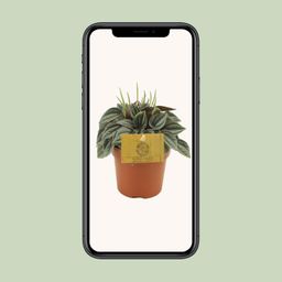 Peperomia Napoli Nights (30291)