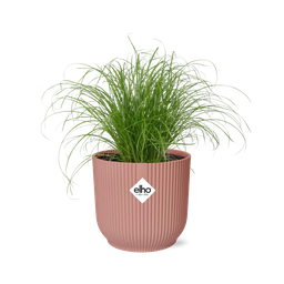 Cyperus Alternifolius Zumula in ELHO Vibes Fold 14cm roze (21712)