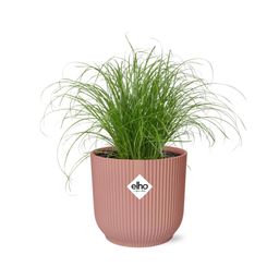 Cyperus Alternifolius Zumula in ELHO Vibes Fold 14cm roze (21712)