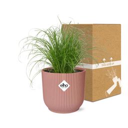 Cyperus Alternifolius Zumula in ELHO Vibes Fold 14cm roze (21712)