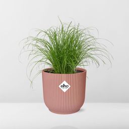 Cyperus Alternifolius Zumula in ELHO Vibes Fold 14cm roze (21712)