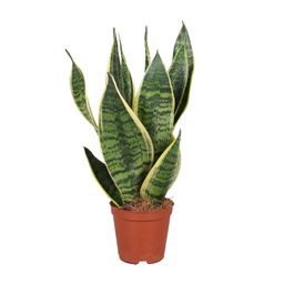 Sansevieria Trifasciata Futura Superba (9671)